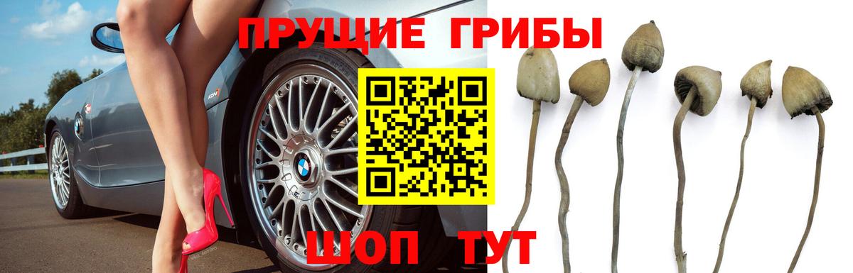 Галлюциногенные грибы MAGIC MUSHROOMS Сухой Лог